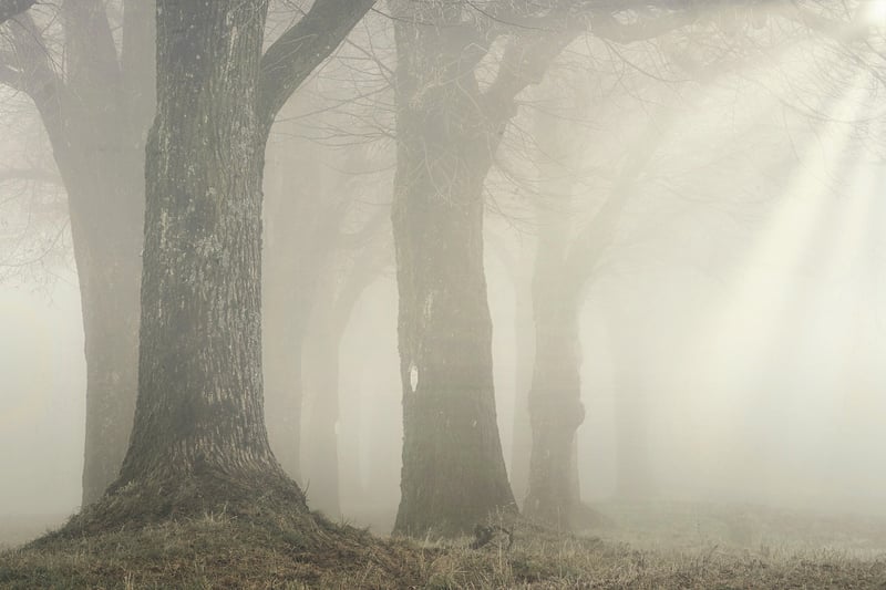 Ethereal Forest Themes