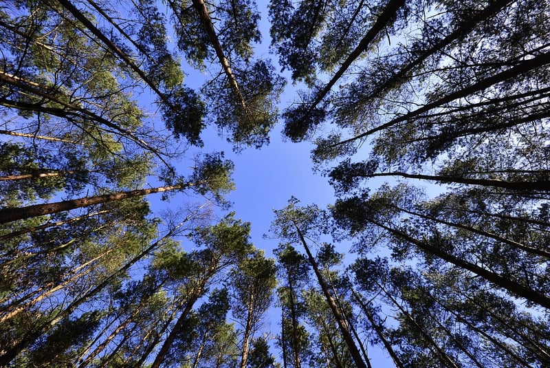 Tree Canopy Exchanges